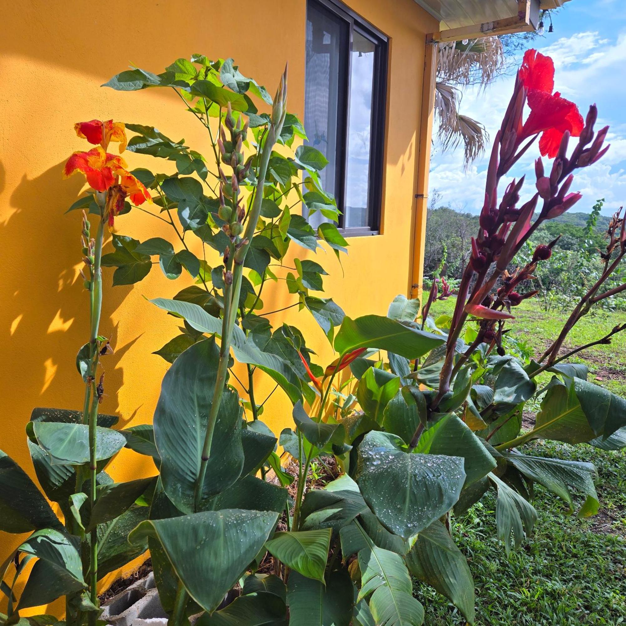Hacienda En Los Volcanes Guayabo  Dış mekan fotoğraf