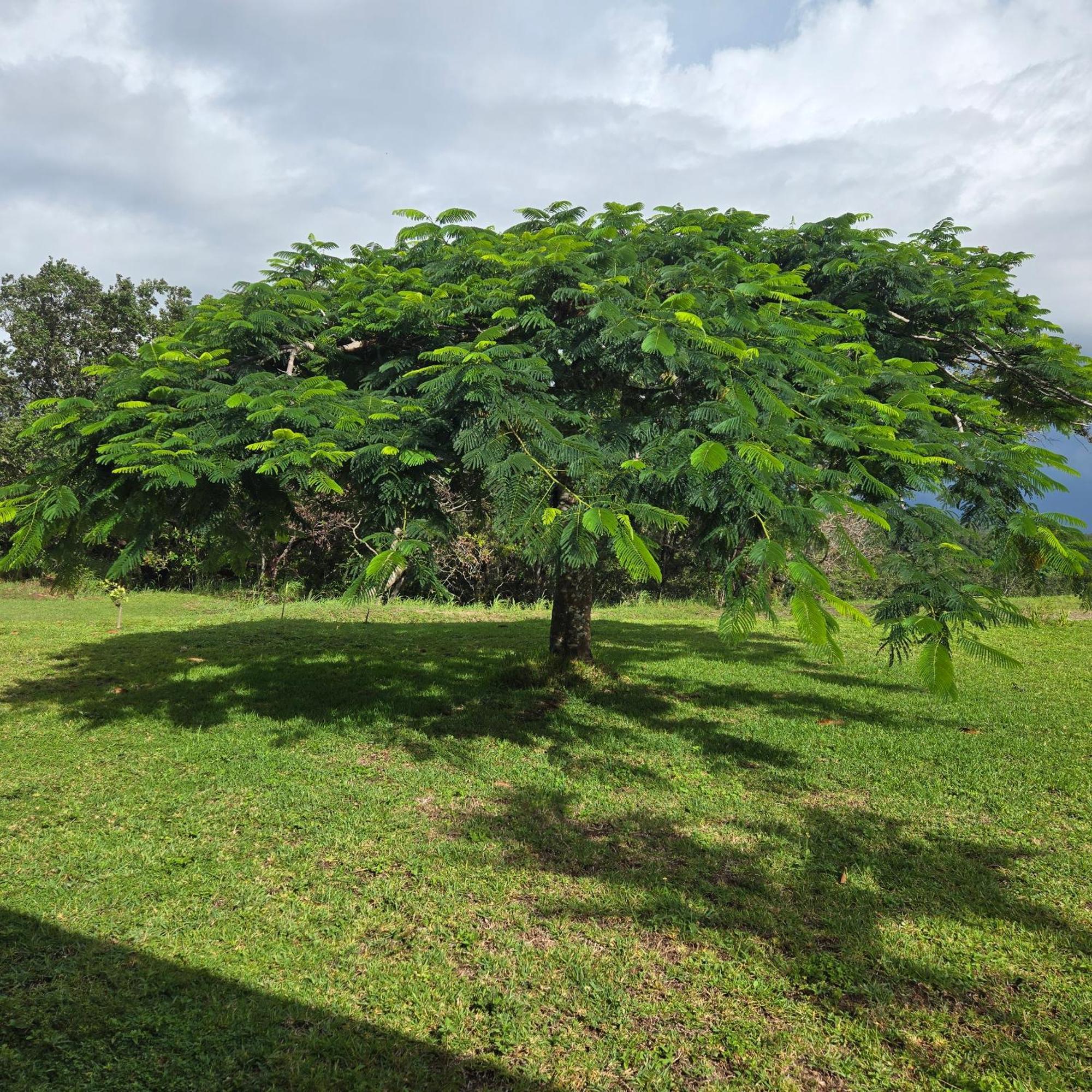 Hacienda En Los Volcanes Guayabo  Dış mekan fotoğraf