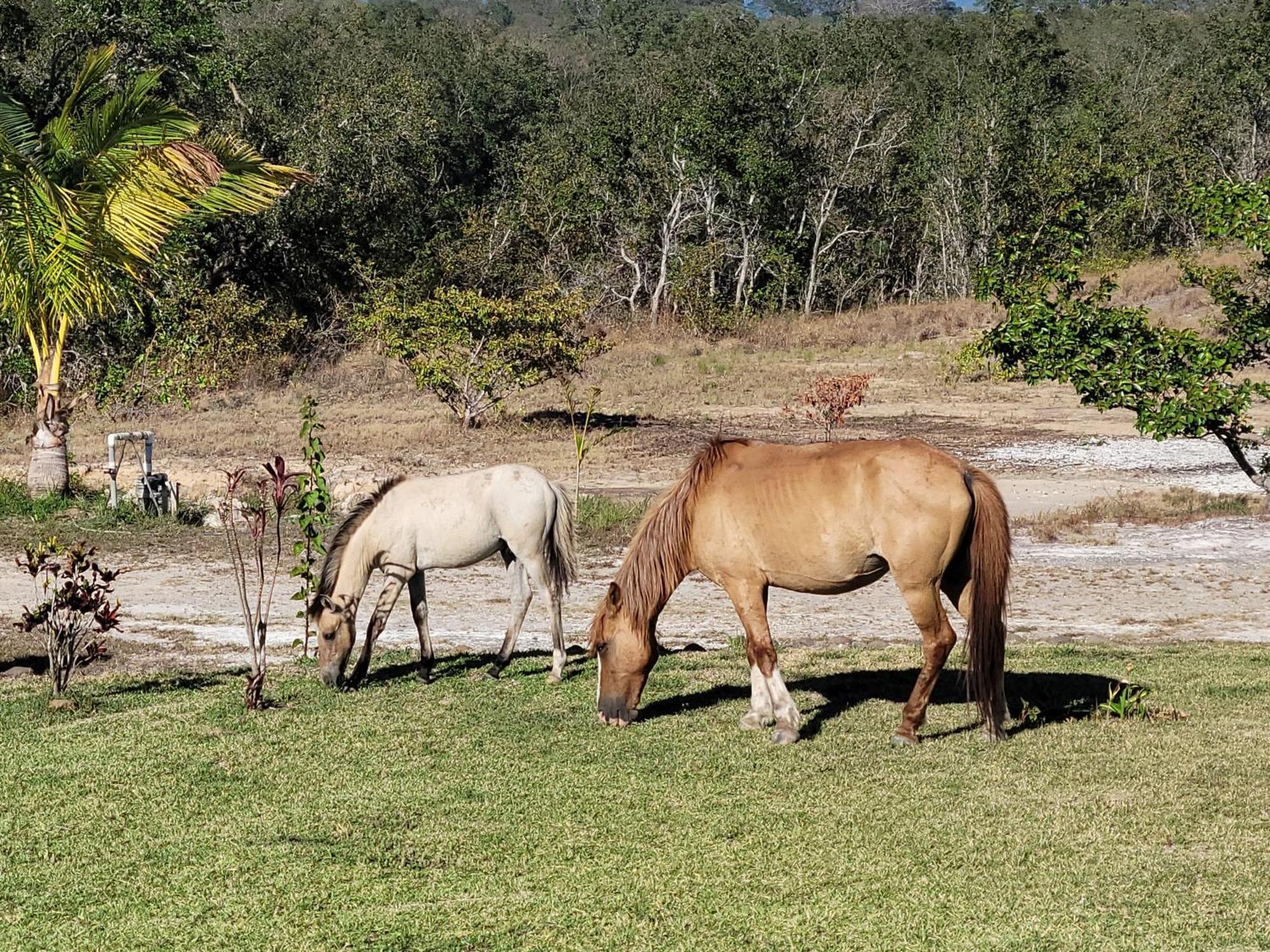 Hacienda En Los Volcanes Guayabo  Dış mekan fotoğraf